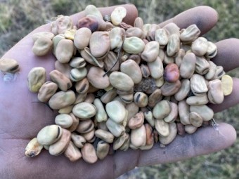 Faba Beans