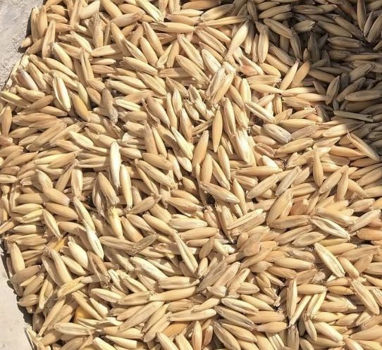 109mt Winteroo Oat Seed