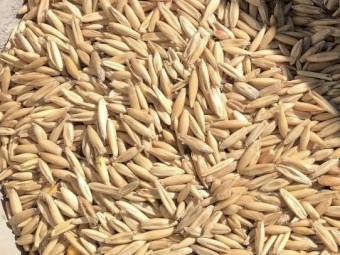 109mt Winteroo Oat Seed