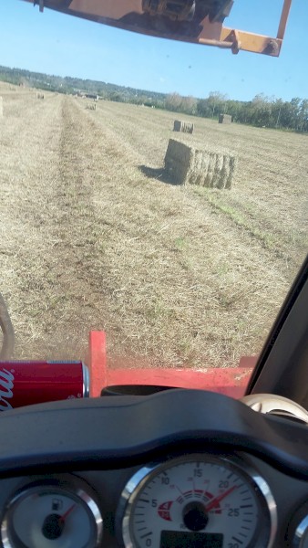 Endura Rhodes feed Hay