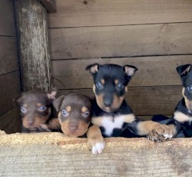 working kelpie pups