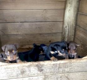 working kelpie pups