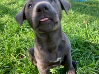 Kelpie Pups for Sale Microchipped and Vaccinated
