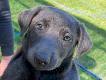 Kelpie Pups for Sale Microchipped and Vaccinated