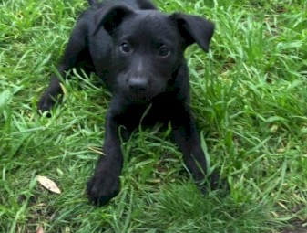 Kelpie Pups for Sale Microchipped and Vaccinated