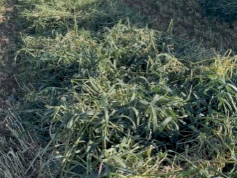 1000mt Oaten Hay 8x4x3 Bales