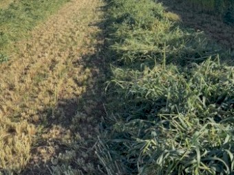 1000mt Oaten Hay 8x4x3 Bales