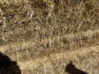 50mt Oaten Straw 500kg 8x4x3 Bales