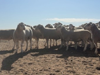White Suffolk Rams