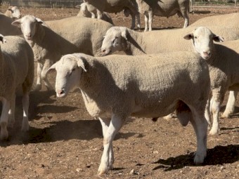 White Suffolk Rams