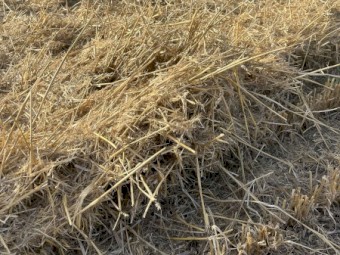 63mt Wheaten Straw 500kg 8x4x3 Bales