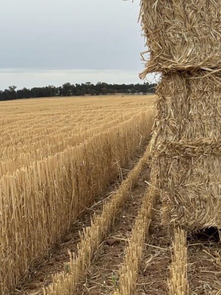 windrowed wheat straw 