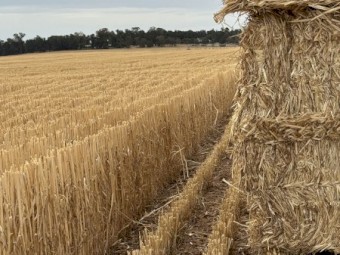 windrowed wheat straw 