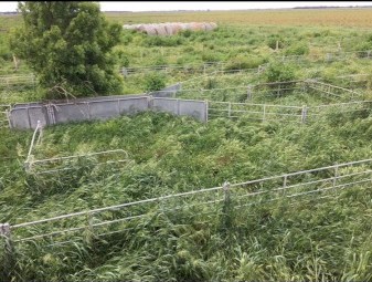 Cyclone Sheep yard panels for Sale