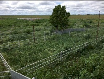 Cyclone Sheep yard panels for Sale