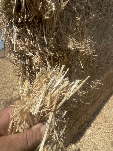 Irrigated Wheaten Straw