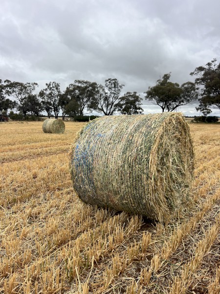 Oaten Hay