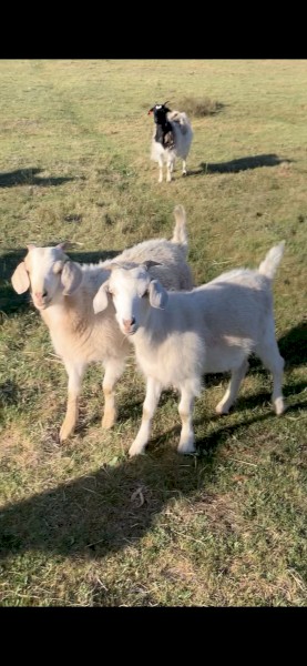 Kalahari Red & Boer X