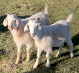 Kalahari Red & Boer X