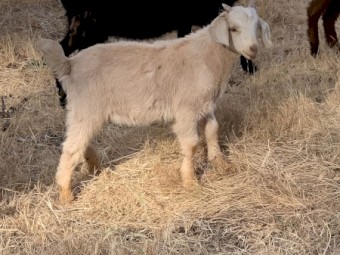 Kalahari Red & Boer X