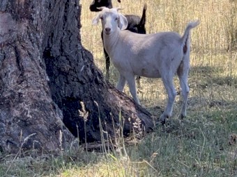 Kalahari Red & Boer X
