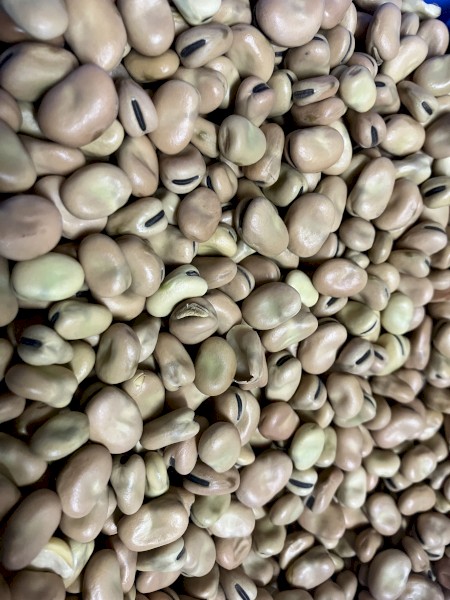 30mt Faba Beans