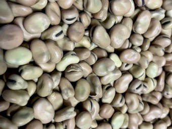 30mt Faba Beans