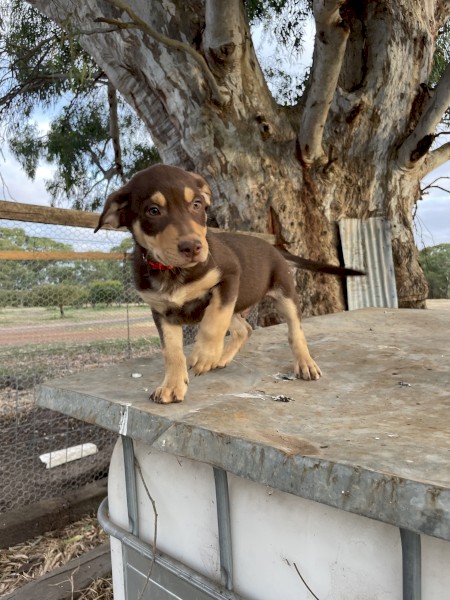 Working Purebred Kelpie Pups