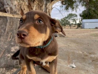 Working Purebred Kelpie Pups