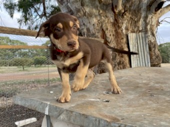 Working Purebred Kelpie Pups
