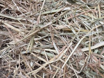 350mt Cereal Rye & Clover Hay 720kg 8x4x3 Bales