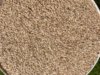 Kokoda Triticale Seed