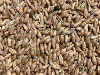 Kokoda Triticale Seed