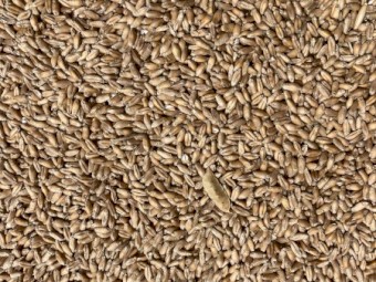 Kokoda Triticale Seed