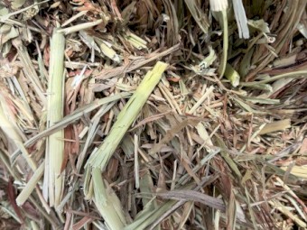 Sorghum Hay