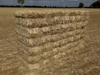 Wheat Straw Small Squares 