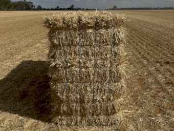 Wheat Straw Small Squares 