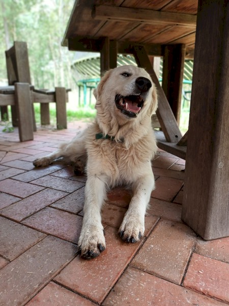  Adult Female Maremma