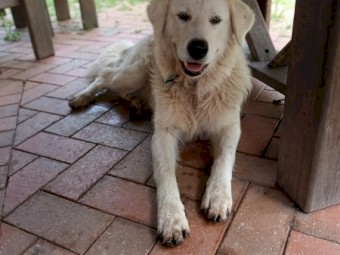  Adult Female Maremma