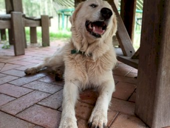  Adult Female Maremma