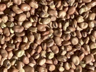Old Season No.1 Faba Beans