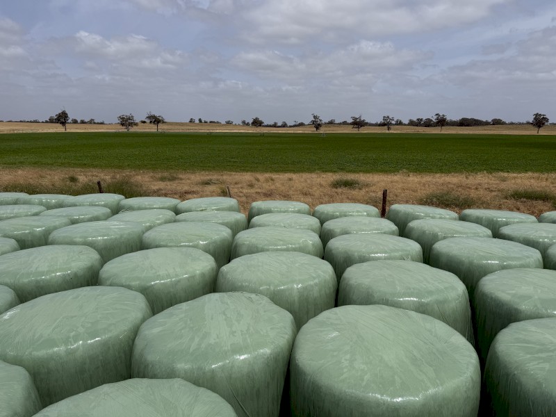 Shaftel/Barley Silage