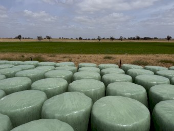 Shaftel/Barley Silage