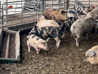 Pigs for sale