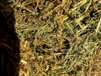 40mt Vetch Hay 620kg 8x4x3 Bales