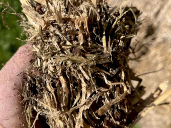 55mt Clover and Pasture Hay 550kg 8x4x3 Bales