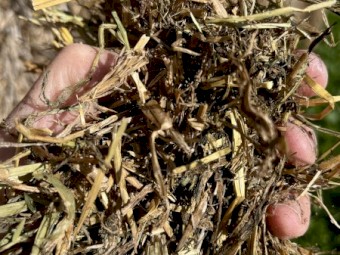 55mt Clover and Pasture Hay 550kg 8x4x3 Bales