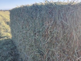 300 x Rohdes Grass Hay 500kg 8x4x3