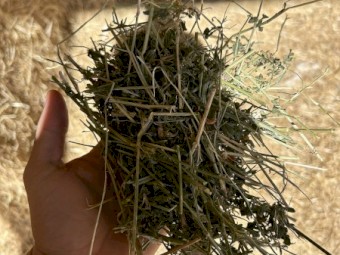 100mt Lucerne Hay 8x4x3 bales 