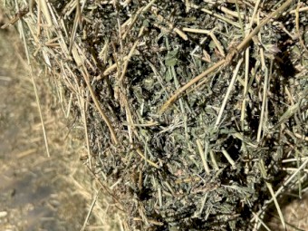 100mt Lucerne Hay 8x4x3 bales 